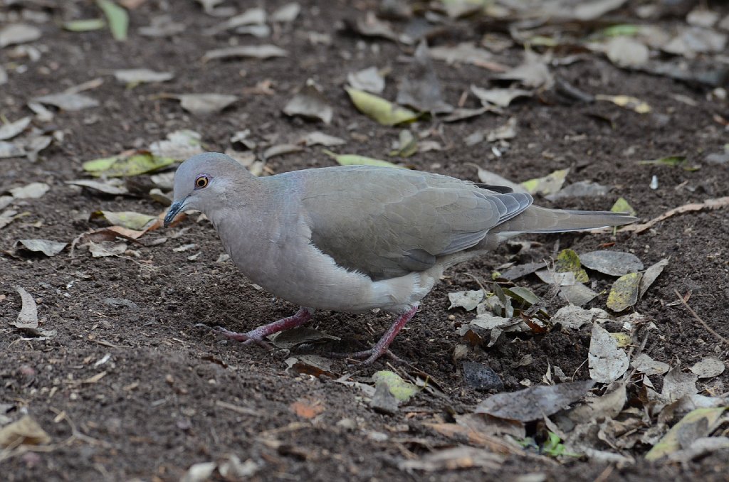 Dove, White-tipped, 2013-01052973 National Butterfly Center, TX.JPG - White-tipped Dove. National Butterfly Center, Mission, TX, 1-5-2013